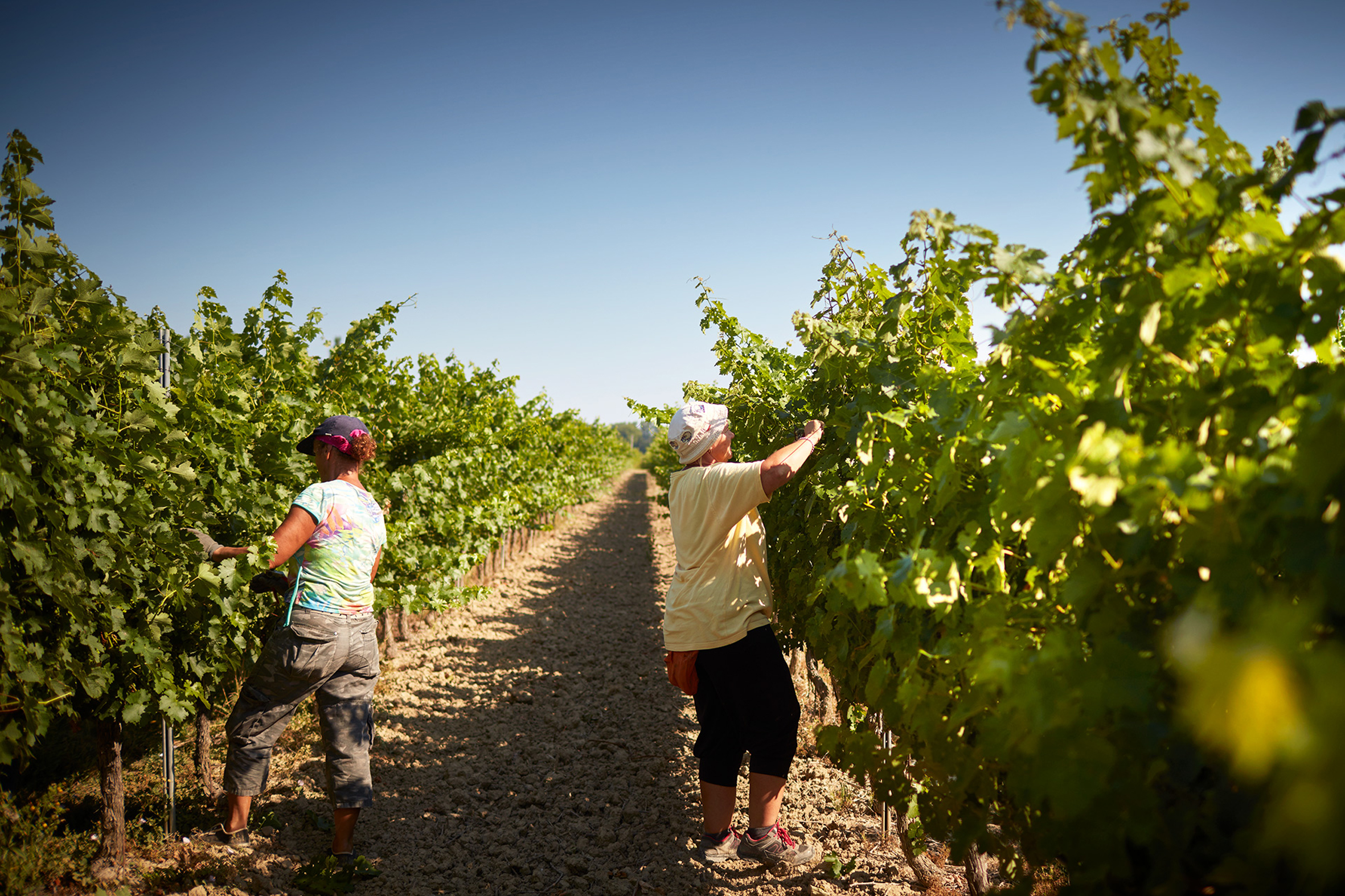 Miele Wanderlust Wine Vineyard Workers