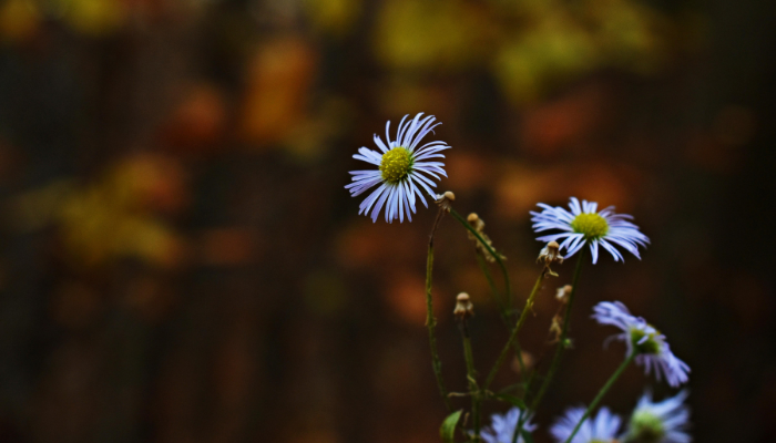 Daisy In Field Close Up