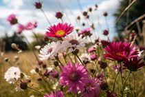 Pink And Purple Wildflowers In Field