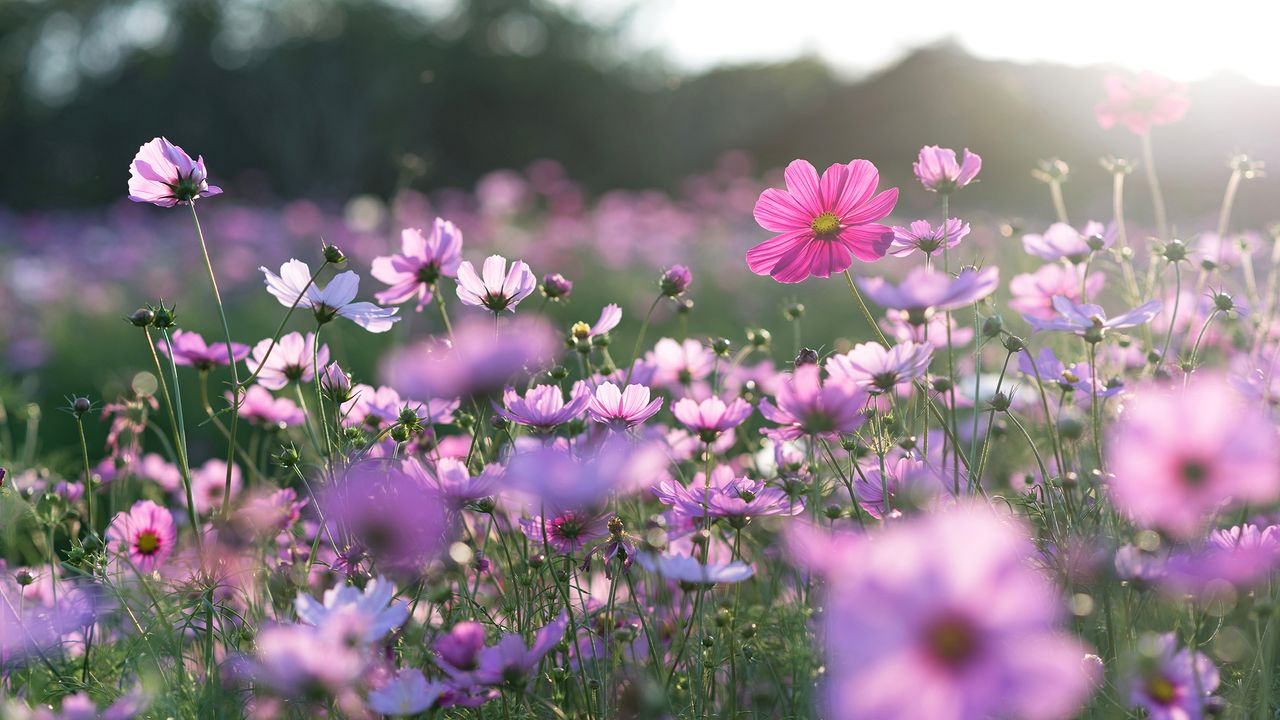 Field of flowers